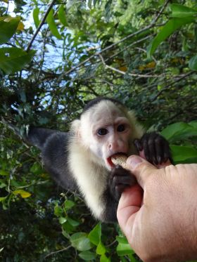 Feeding a Monkey in the Lake Gatun part of the Panama Canal – Best Places In The World To Retire – International Living